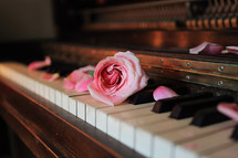 pink rose on vintage piano