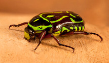 garden fiddler beetle 