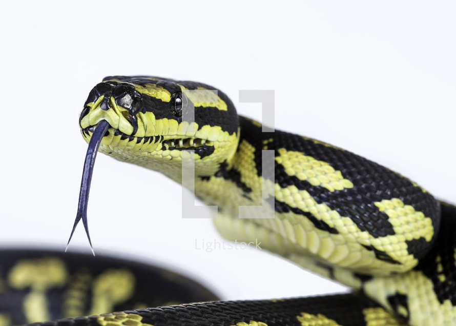  jungle carpet python