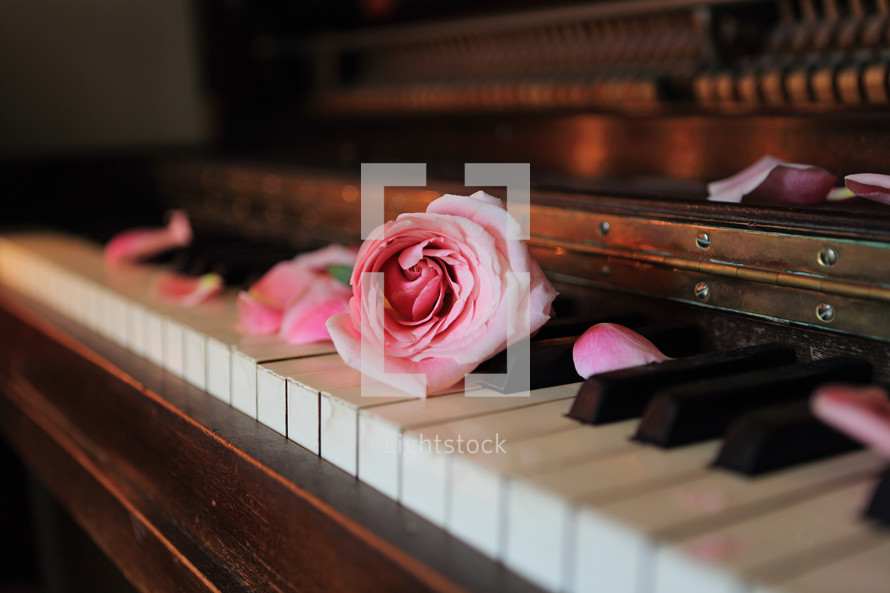 pink rose on vintage piano