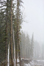 majestic snow covered pine trees receding into the foggy distance