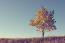a single fall tree in a field 