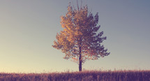 single fall tree in a field 