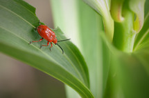 Red lily beetle on the leaves 