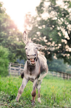 a donkey showing his teeth 