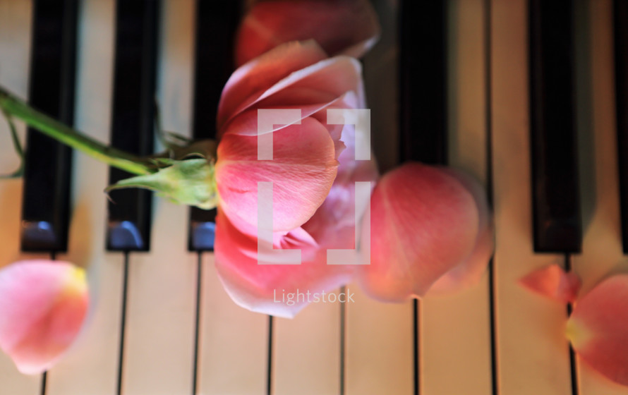 above view of broken rose on piano keys