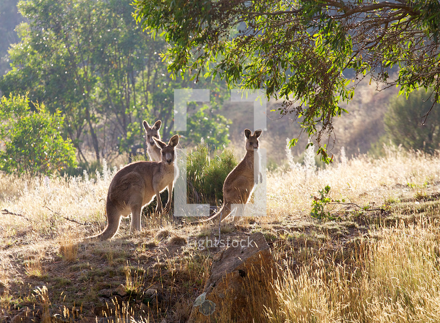 kangaroos at sunrise
