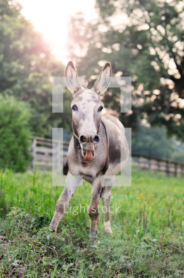 a donkey with his tongue out 