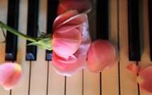 above view of broken rose on piano keys