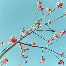 spring blossoms on a tree 