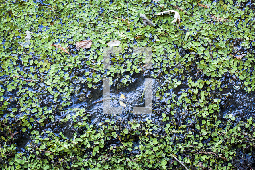 duckweed on a pond 