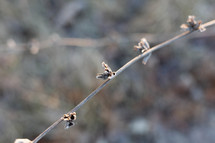 frost on a branch 