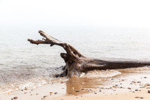 surf flowing over driftwood on a beach 