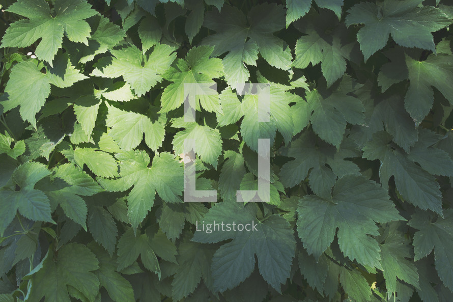 a background of many green leaves