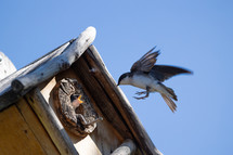 baby bird and mother bird flying to a birdhouse 