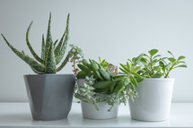 Potted succulent house plants on a white background