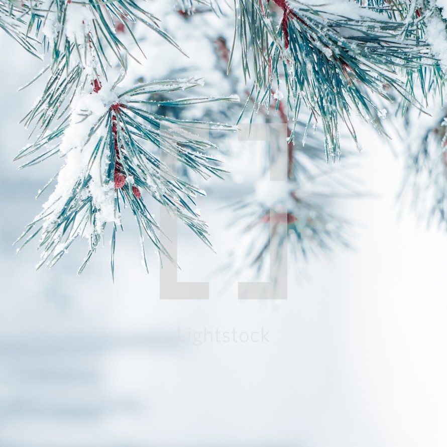 snow on the pine tree leaves in winter season, white background