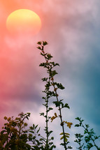 flower plant silhouette and sunset background in springtime