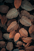 brown  japanese knotweed plant leaves, brown background