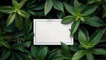 Creative layout made of green leaves with blank card. Flat lay. Nature concept.