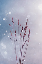 dry flower plant in winter season,  snow background