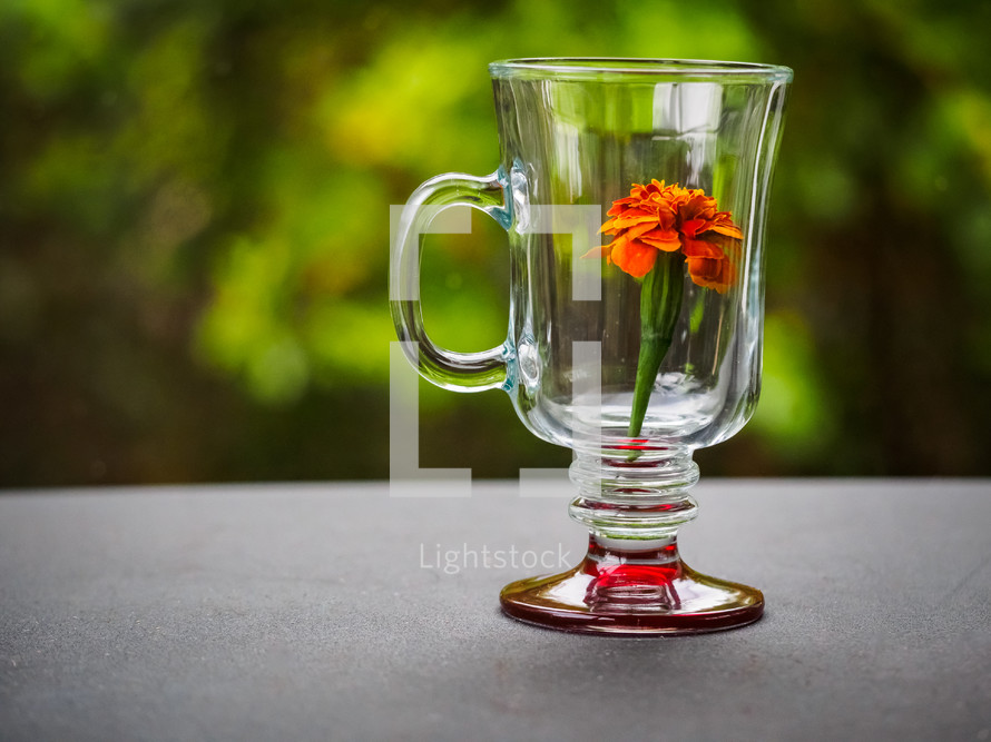 flower in a glass 