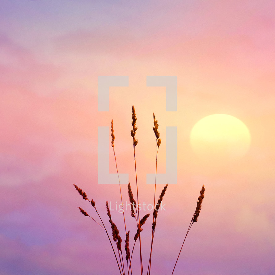 flower plant silhouette in the nature and beautiful sunset background