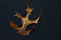 fallen leaf floating on water