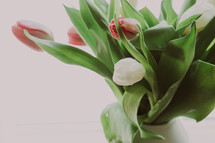 pink and white tulips on a white background 