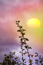 flower plant and sunset background in summertime
