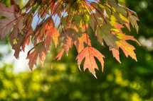 leaves changing color in fall in nature 