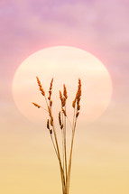 flower plants in the nature and beautiful sunset background