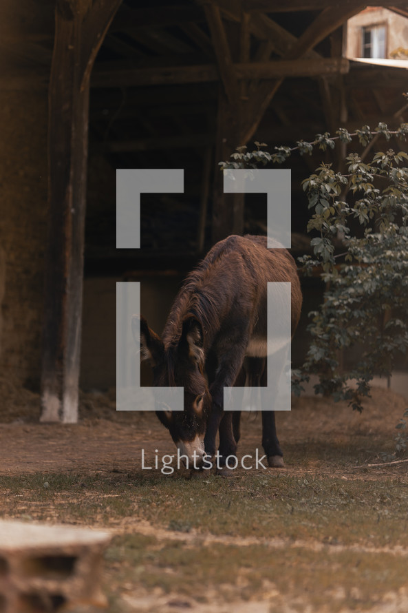 Donkey walking on a farm