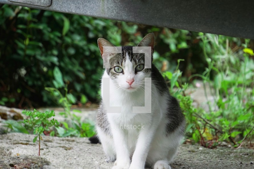 beautiful gray stray cat portrait, animal themes