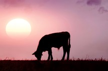 cow silhouette grazing in the countryside and sunset background