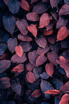red plant leaves in the garden in autumn season, autumn leaves