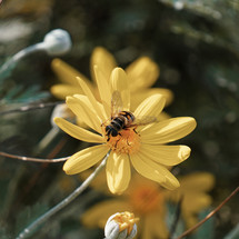 bee collecting pollen and nectar on yellow flower