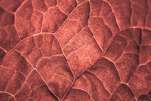 red leaf veins in autumn season, red background