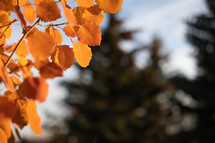 orange autumn leaves 