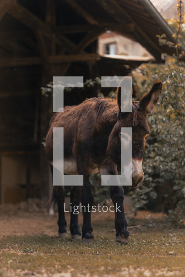 Donkey walking on a farm