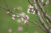 pink spring blossoms on a branch 