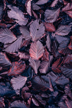 brown and red dry leaves on the ground in autumn season