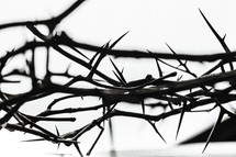 Close-up of a crown of thorns.