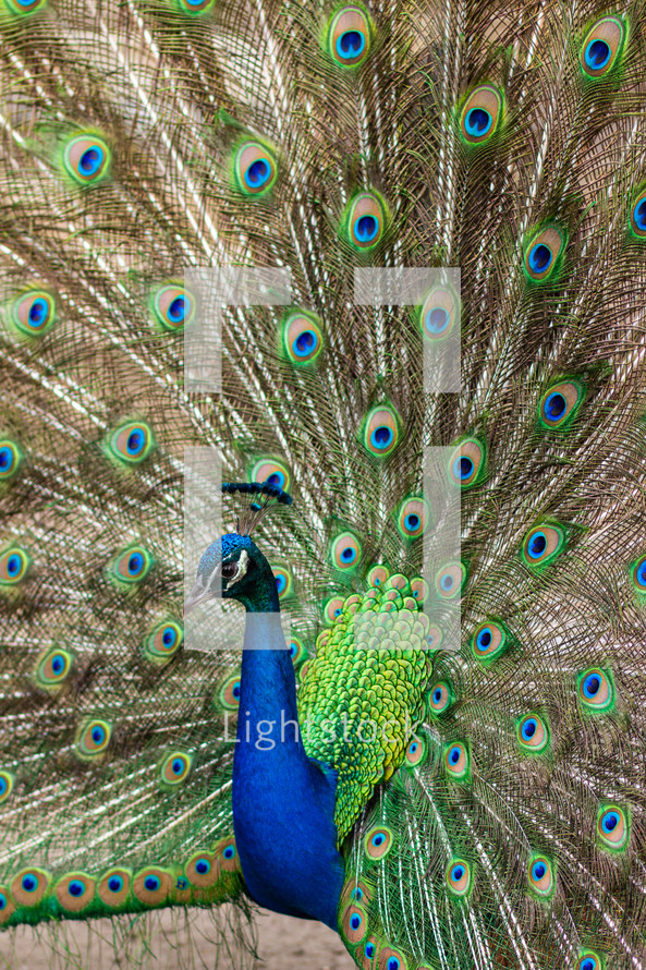 Peacock displaying feathers