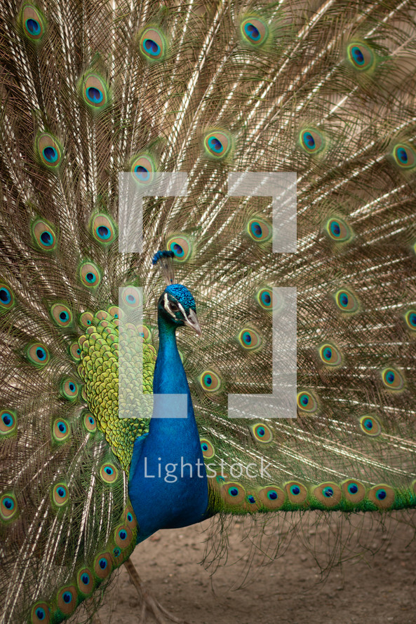 Peacock displaying feathers