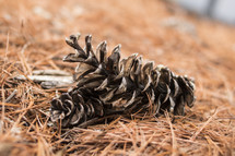 pine cones in pine straw 