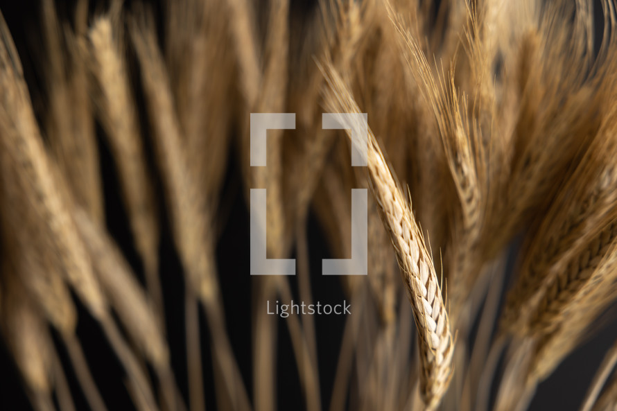 wheat on a black background 