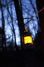 lantern hanging in a forest at night 