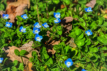 blue clover flowers 