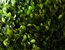 green leaves on a bush 